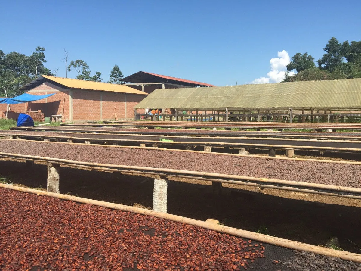 Bolivia Heirloom (Boliviano) Certified-Organic Unroasted Cacao Beans. Available in NJ and MA. NEW CROP!
