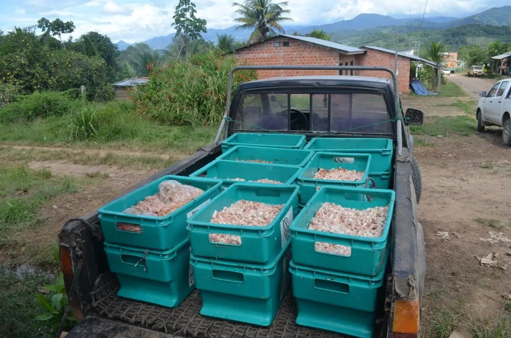 Bolivia Heirloom (Boliviano) Certified-Organic Unroasted Cacao Beans. Available in NJ and MA. NEW CROP!