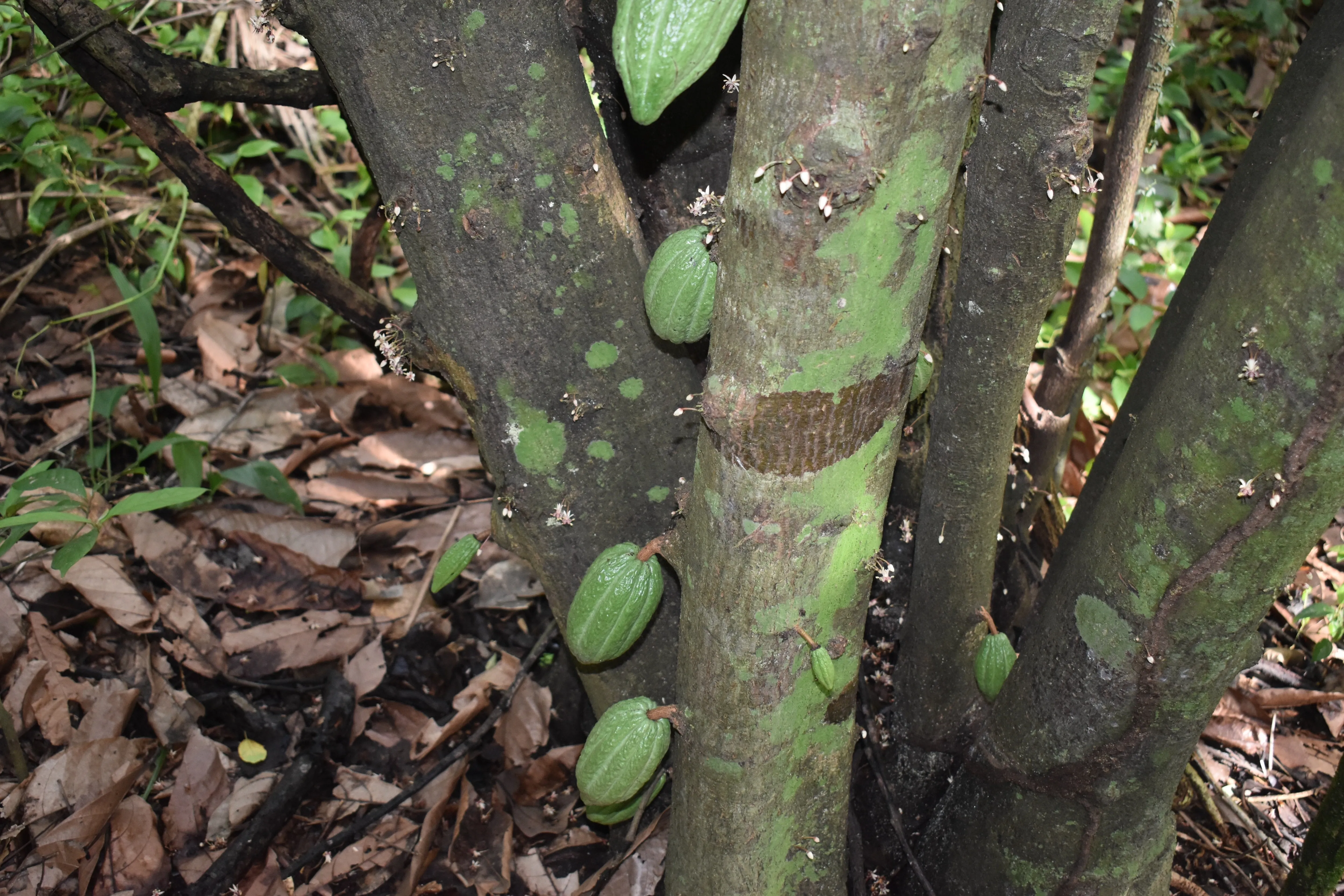 Bolivia Heirloom (Boliviano) Certified-Organic Unroasted Cacao Beans. Available in NJ and MA. NEW CROP!