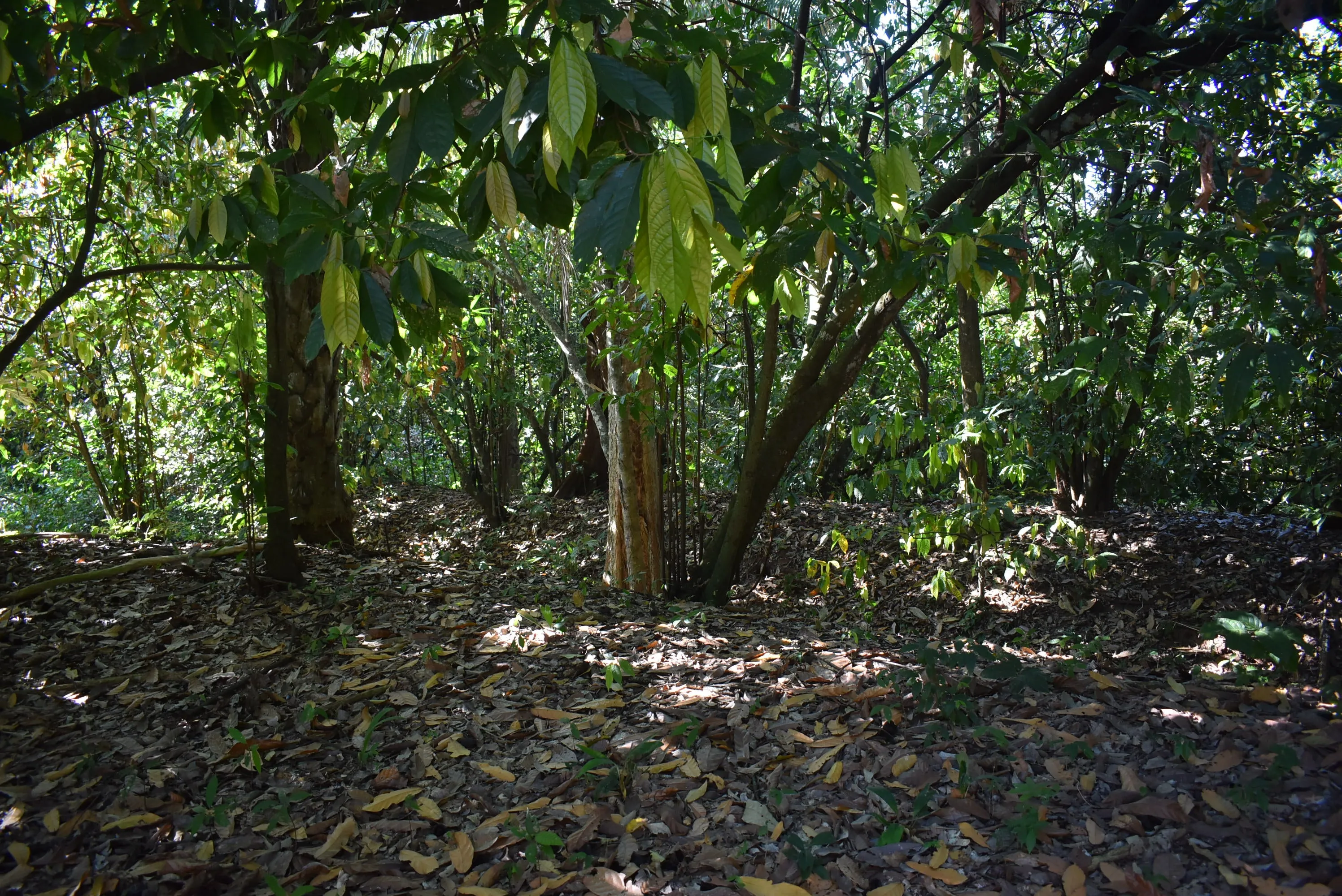 Bolivia Heirloom (Boliviano) Certified-Organic Unroasted Cacao Beans. Available in NJ and MA. NEW CROP!
