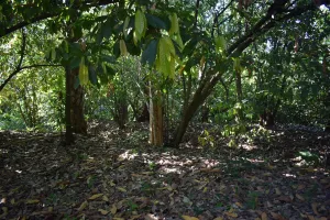 Bolivia Heirloom (Boliviano) Certified-Organic Unroasted Cacao Beans. Available in NJ and MA. NEW CROP!