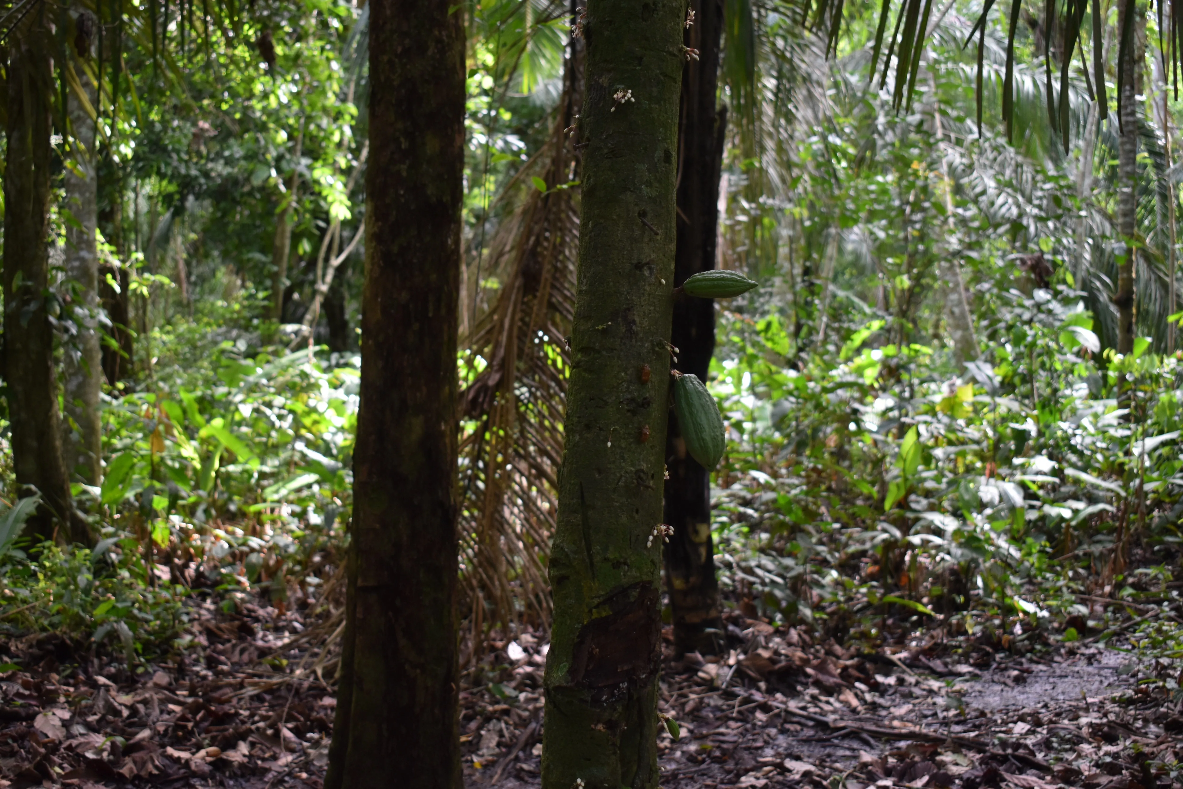 Bolivia Heirloom (Boliviano) Certified-Organic Unroasted Cacao Beans. Available in NJ and MA. NEW CROP!