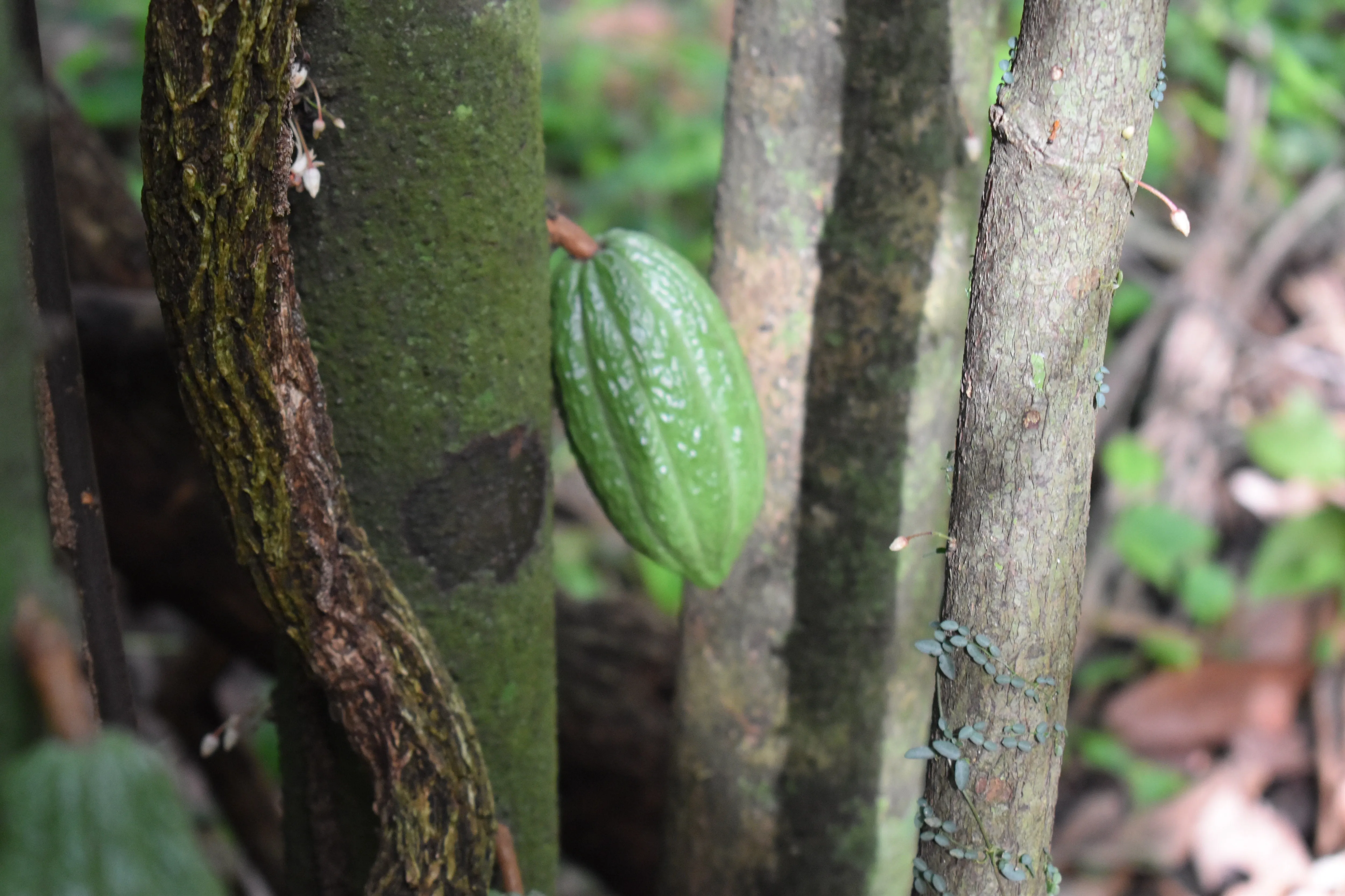 Bolivia Heirloom (Boliviano) Certified-Organic Unroasted Cacao Beans. Available in NJ and MA. NEW CROP!