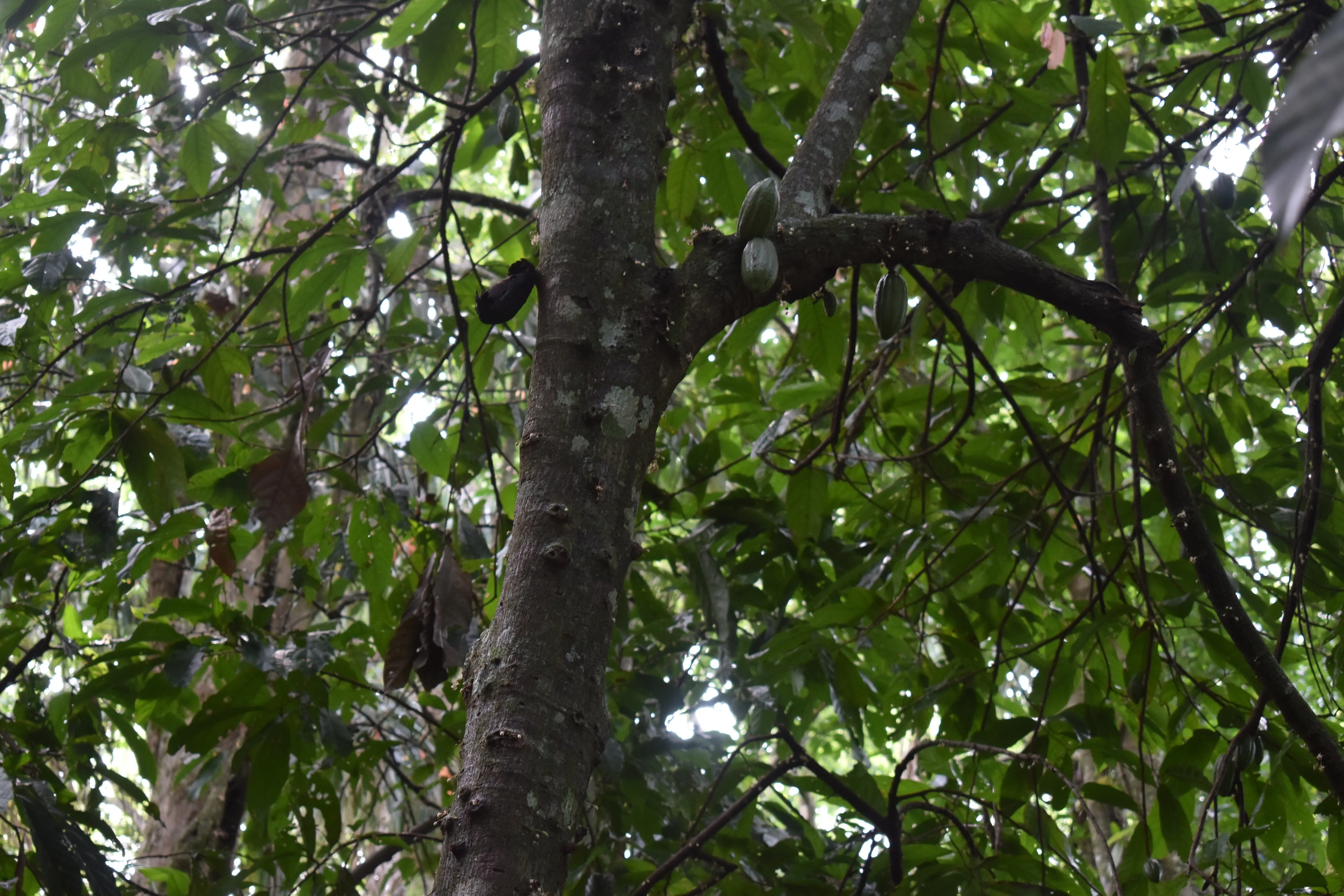 Bolivia Heirloom (Boliviano) Certified-Organic Unroasted Cacao Beans. Available in NJ and MA. NEW CROP!