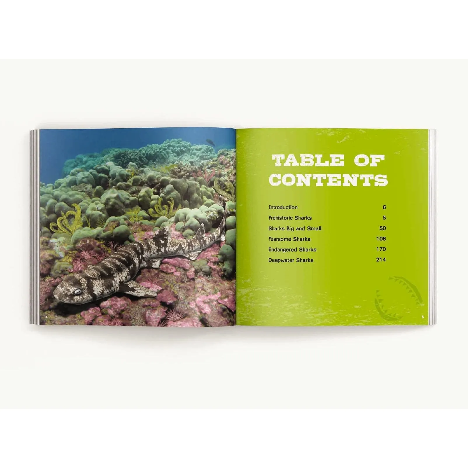 Harper Collins: The Little Chunky Book of Sharks: Hundreds of Fun Facts Spanning the Seven Seas