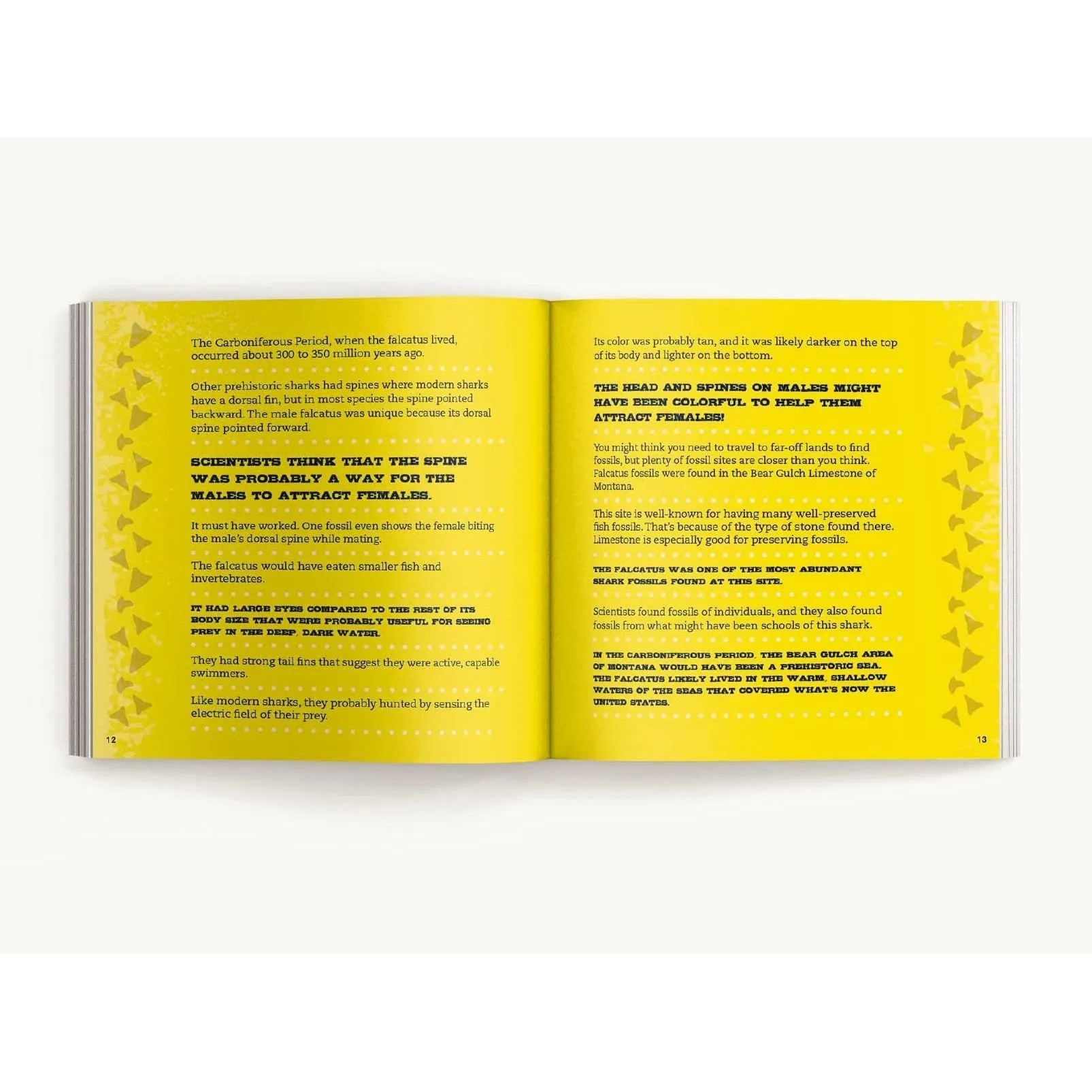 Harper Collins: The Little Chunky Book of Sharks: Hundreds of Fun Facts Spanning the Seven Seas