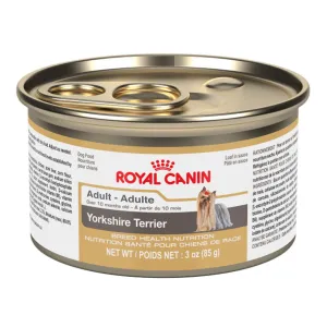 Yorkshire Terrier Adult